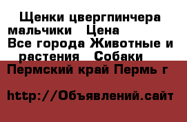 Щенки цвергпинчера мальчики › Цена ­ 25 000 - Все города Животные и растения » Собаки   . Пермский край,Пермь г.